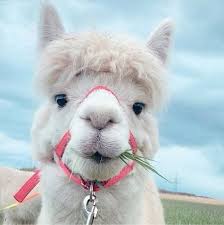 PERU - CAJAMARCA (ORGANIC)(THE ONLY X JACK SPOWART)