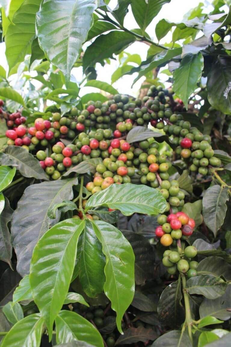 KENYA - KIMATU