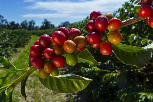 BRAZIL - FAZENDA BOM JESUS