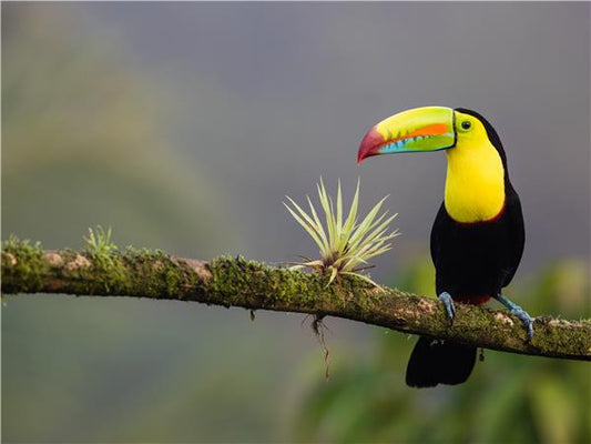 COSTA RICA - COPEY(coming soon)