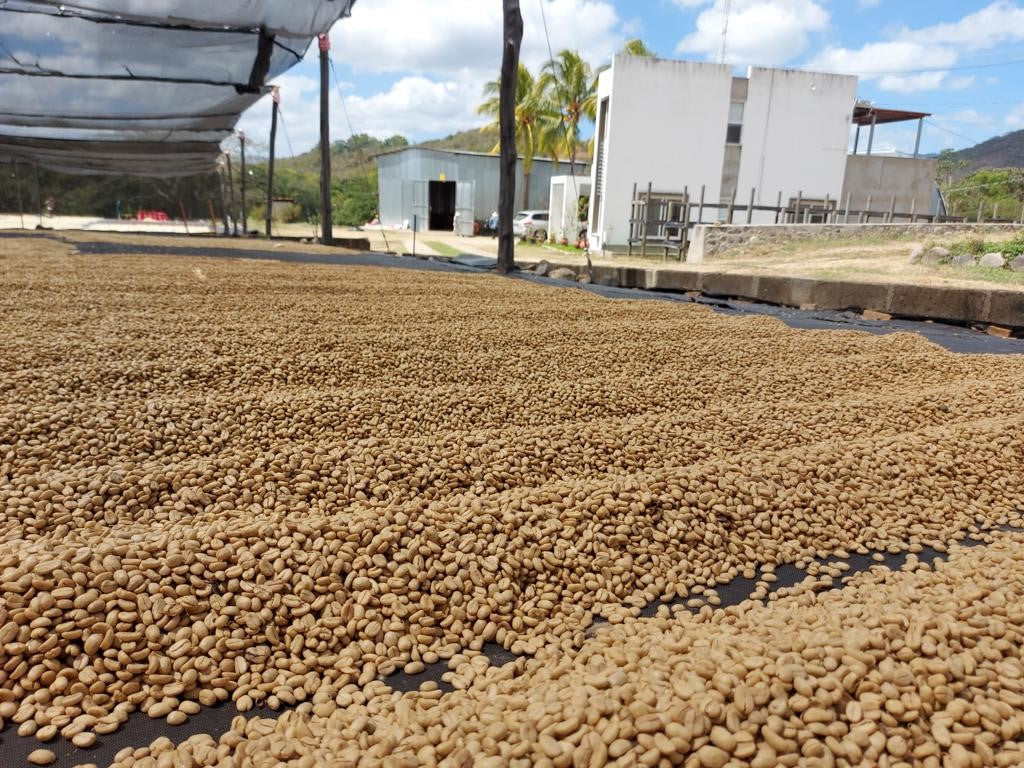 NICARAGUA - LINDA VISTA( coming soon)