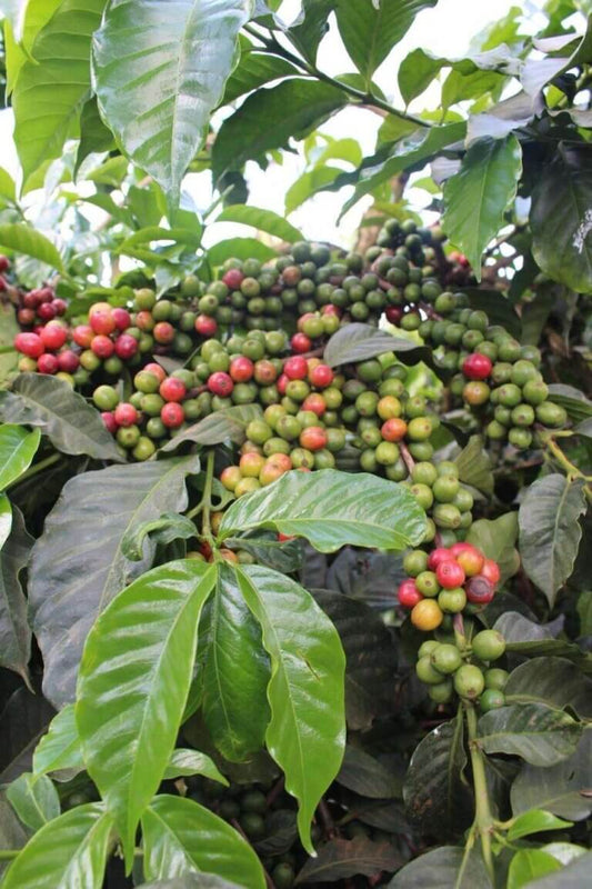 KENYA - KIMATU( COMING SOON)